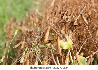 An Agricultural Field With A Ripe Crop Of Yellow Peas, Pea Plants Have Turned Yellow And Dried Up And Are Ready For Harvesting