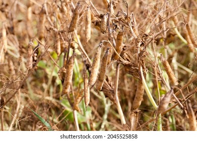 An Agricultural Field With A Ripe Crop Of Yellow Peas, Pea Plants Have Turned Yellow And Dried Up And Are Ready For Harvesting