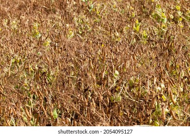 An Agricultural Field With A Ripe Crop Of Yellow Peas, Pea Plants Have Turned Yellow And Dried Up And Are Ready For Harvesting