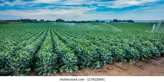 An agricultural field of rows of Brussels sprouts are sprayed with a water irrigation system on a partly cloudy day in central California.
