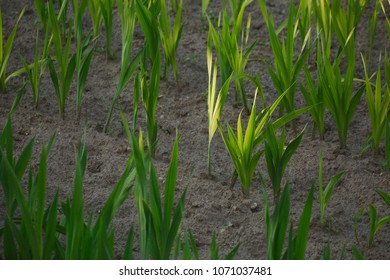 34,101 Wheat plant soil Images, Stock Photos & Vectors | Shutterstock