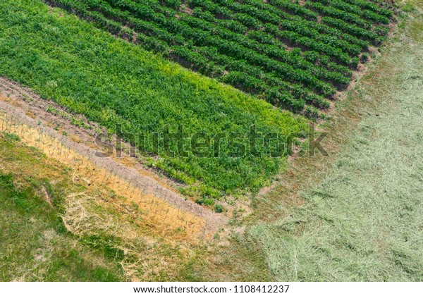 Agricultural field from top view.\
Land with various plants and crops is divided into smaller\
parcels.