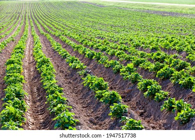 Agricultural Field Where Breeding Varieties Of Potato Plants Are Grown, Small Plants On Fertile Soils, Obtaining A Crop Of High-quality Food Potatoes