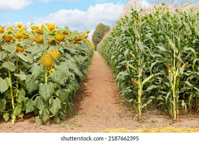 An Agricultural Field Where Breeding Varieties Of Sunflower And Corn Are Grown On Fertile Soils, Producing High-quality Crops. Copy Space.