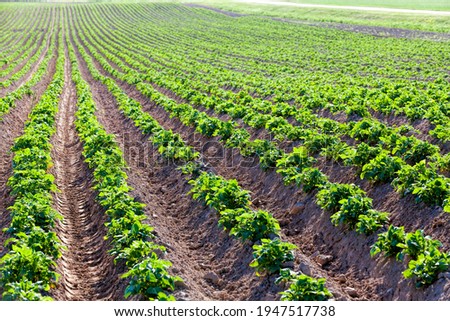 agricultural field where breeding varieties of potato plants are grown, small plants on fertile soils, obtaining a crop of high-quality food potatoes