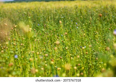 an agricultural field where flax is grown, green flax plants ready for harvesting and making linen threads and fabrics