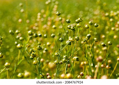 an agricultural field where flax is grown, green flax plants ready for harvesting and making linen threads and fabrics