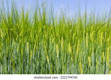 agricultural field where green rye grows, agriculture for obtaining grain crops, rye is young and green and still immature, close - up of the agricultural crop rye. - Shutterstock ID 2221794745