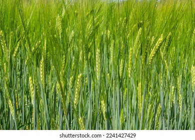 agricultural field where green rye grows, agriculture for obtaining grain crops, rye is young and green and still immature, close - up of the agricultural crop rye. - Shutterstock ID 2241427429