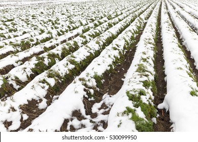   an agricultural field which shows no crop harvested carrots covered with snow. Autumn season. The photo was taken close-up and see the furrows. Small depth of field. - Powered by Shutterstock