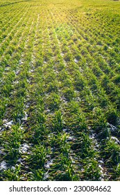 Agricultural Field Of Winter Wheat Under The Snow