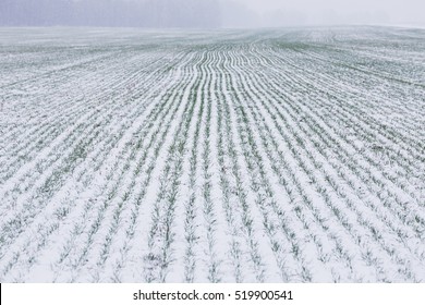 Agricultural field of winter wheat under the snow and mist.
The green rows of young wheat on the white field. - Powered by Shutterstock