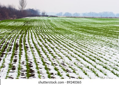 Agricultural Field Of Winter Wheat Under The Snow