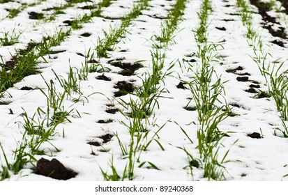 Agricultural Field Of Winter Wheat Under The Snow Close-up