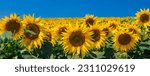 Agricultural field with yellow sunflowers against the sky with clouds.Sunflower field.Gold sunset. Sunflower closeup.Agrarian industry. Photo of cultivation land.flowers image