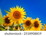 Agricultural field with yellow sunflowers against the sky with clouds.Sunflower field.Gold sunset. Sunflower closeup.Agrarian industry. Photo of cultivation land.flowers image