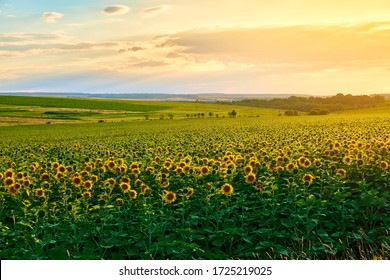 Agricultural field with yellow sunflowers against the sky with clouds. Gold sunset. - Powered by Shutterstock