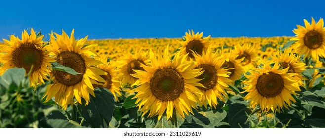 Agricultural field with yellow sunflowers against the sky with clouds.Sunflower field.Gold sunset. Sunflower closeup.Agrarian industry. Photo of cultivation land.flowers image - Powered by Shutterstock