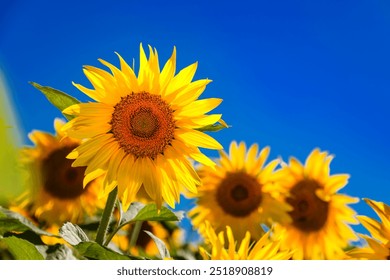 Agricultural field with yellow sunflowers against the sky with clouds.Sunflower field.Gold sunset. Sunflower closeup.Agrarian industry. Photo of cultivation land.flowers image - Powered by Shutterstock