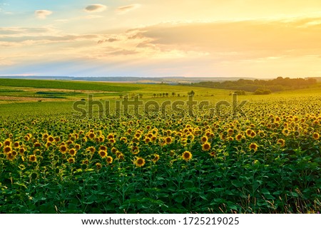 Agricultural field with yellow sunflowers against the sky with clouds. Gold sunset.