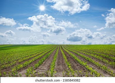 Agricultural Field With Young Corn Plants Up To The Horizon In The Sunshine