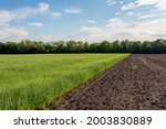 Agricultural field with young sprouts of grain culture and plowed unseeded field. Fallow concept