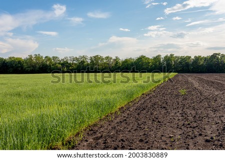 Agricultural field with young sprouts of grain culture and plowed unseeded field. Fallow concept