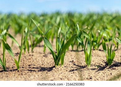 agricultural fields with a large number of young green cereal wheat as grass, cereal cultivation in eastern European territory - Shutterstock ID 2166250383
