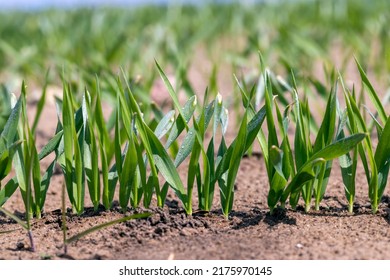 281,365 Grasses cereals Images, Stock Photos & Vectors | Shutterstock