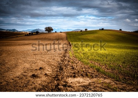 Agricultural fields with young green shoots of grain crops and plowed field without sowing. With trees in the background on the hills. Fallow concept. Alternation.