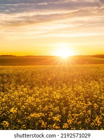 Agricultural flowering rapeseed field at sunset or sunrise. Rural landscape. - Shutterstock ID 2192571029