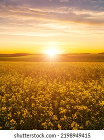 Agricultural flowering rapeseed field at sunset or sunrise. Rural landscape. - Shutterstock ID 2198949415