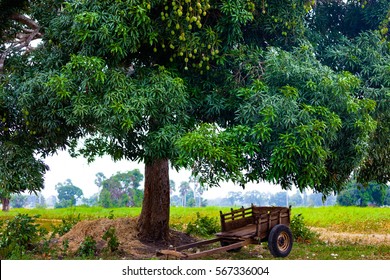 Mango Tree Branches Images Stock Photos Vectors Shutterstock