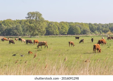 Agricultural Grazing Land Landscape. Free Range Cattle On Grass Norfolk UK. Farmland With Brown Cows Grazing. Organic Freerange Farming