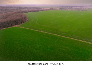 Agricultural Green Field: Sprouts Of Grain Crops In Early Spring. Growing Wheat And Barley On A Farm Field In Spring - Aerial Drone Shot.