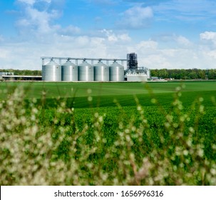 Agricultural green wheat field and granary. Spring season.