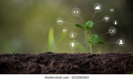 agricultural growth concept It has both the benefits of soil and plants. Including the use of artificial intelligence agriculture technology in 5G Industry 4.0 technology that needs to be improved. ai - Shutterstock ID 2221065363