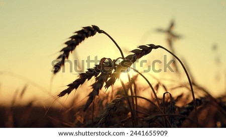 Agricultural industry. Yellow wheat field, ears of wheat swaying in wind. Ripe wheat harvest. Growing grain. Golden ears of grain slowly sway in wind closeup. Ripening wheat field on summer evening.