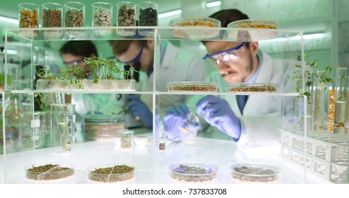 Agricultural Lab Team Of Researchers Men Doing Biological Research On Genetically Modified Plant Seeds In Agriculture Chemistry Laboratory