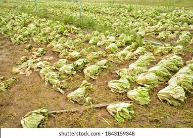 Agricultural land affected by flooding. Flooded field. The consequences of rain disaster or Water flood. Agriculture and farming of White Cabbage. Natural disaster and crop loss risks.