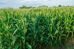 Corn field in the picturesque hills featuring field, grass, and green ...