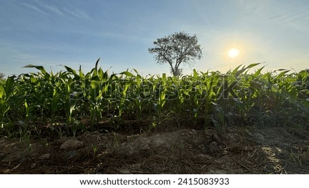 The agricultural land of a green corn farm with a perfect sky. Location place of Thai agricultural region