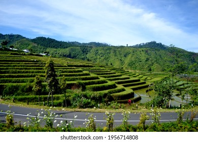 Contour Terracing High Res Stock Images Shutterstock