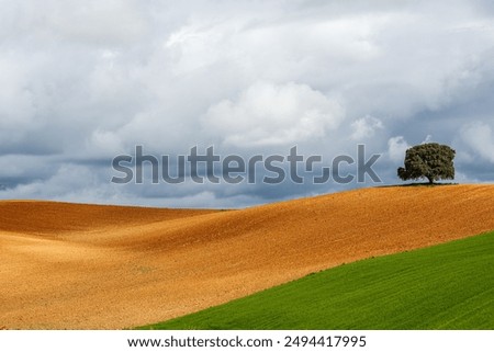 Similar – Image, Stock Photo Holm oak tree holm oak