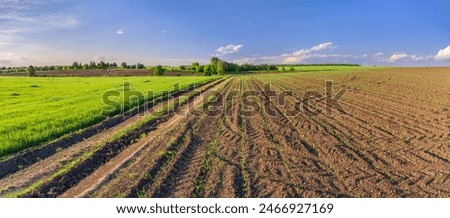 Similar – Foto Bild Agrarlandschaft, frisches getreidefeld mit dahinter liegendem,  blühenden Rapsfeld