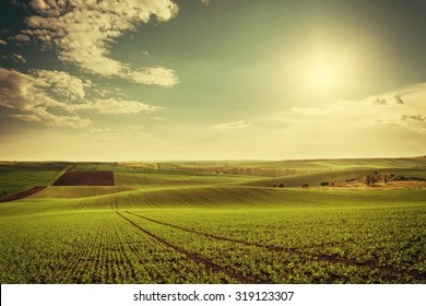 Agricultural landscape with green fields on hills and sun, vintage picture