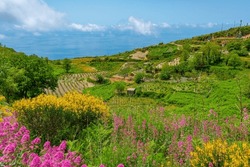 Agricultural Landscape Of Ischia, Italy.