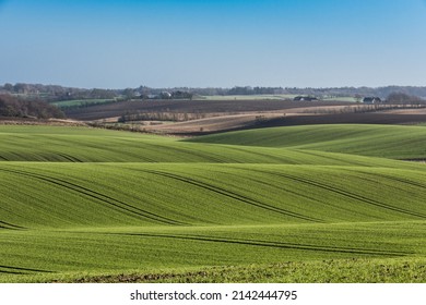 Agricultural Landscape In Jutland, Denmark