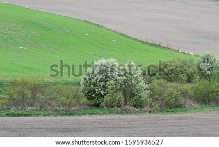 Agricultural landscape with some swans in springtime. European bird cherry blooming by a ditch