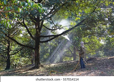 Agricultural man working sprayer with little durian flower in durian tree on orchard, Selective focus